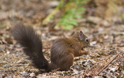 Red Squirrel 03